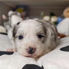 ♀︎ボーダーコリー