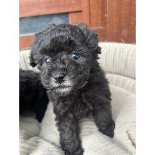 ♀︎トイプードル