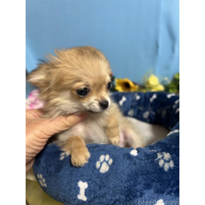 販売中の福岡県のチワワ(ロングコート)-436732の8枚目