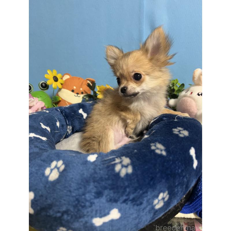 販売中の福岡県のチワワ(ロングコート)-436732の7枚目