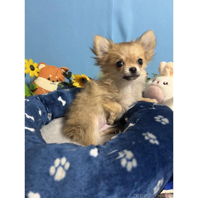 販売中の福岡県のチワワ(ロングコート)-436732の6枚目