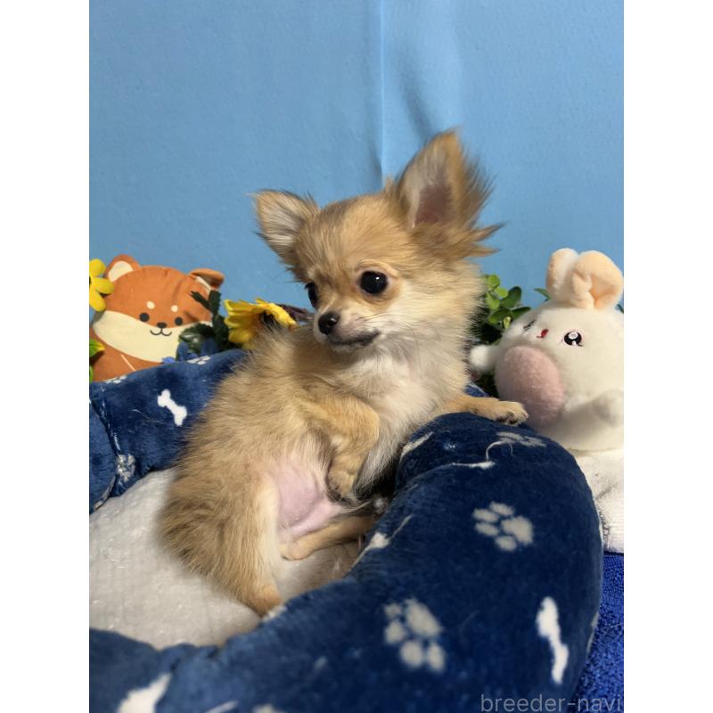 販売中の福岡県のチワワ(ロングコート)-436732の5枚目