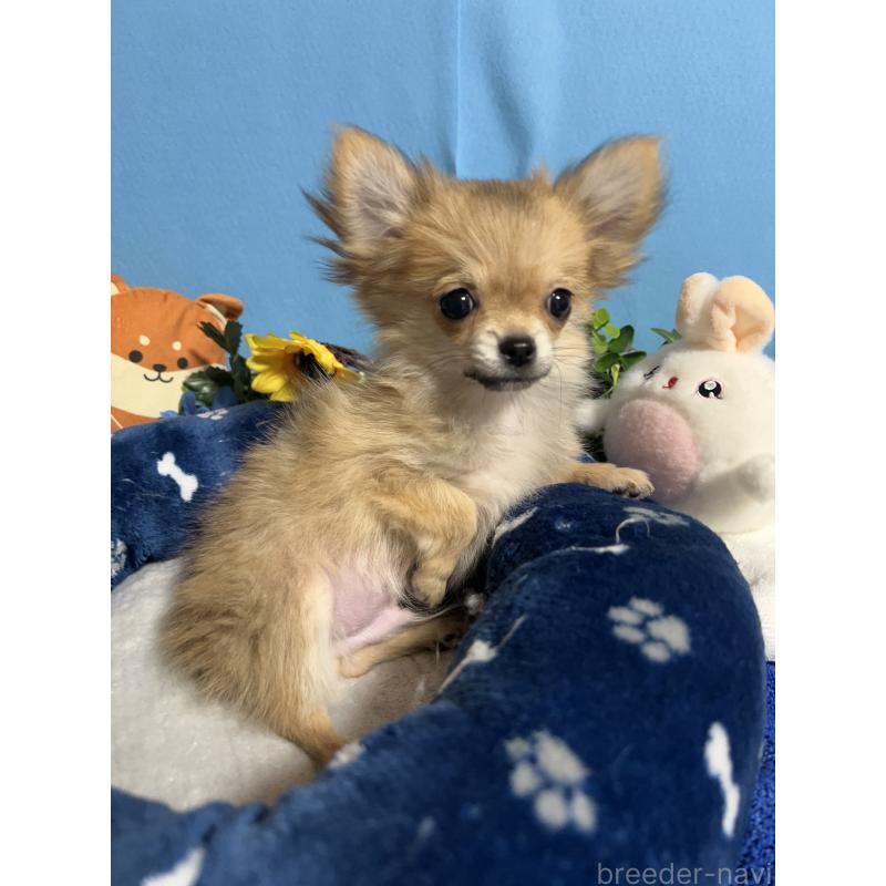 販売中の福岡県のチワワ(ロングコート)-436732の4枚目