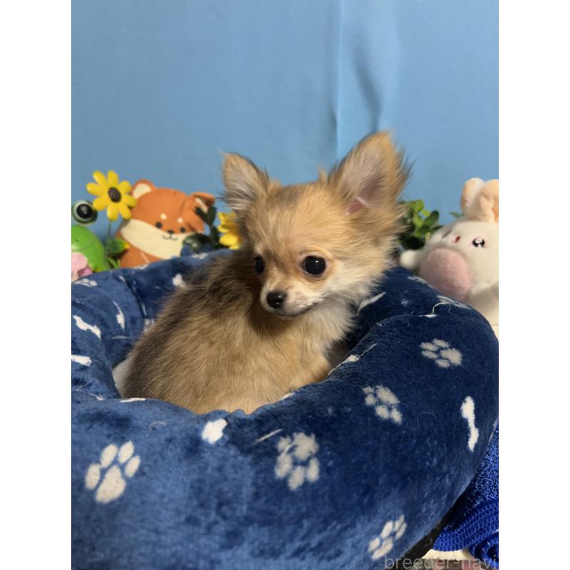 販売中の福岡県のチワワ(ロングコート)-436732の3枚目