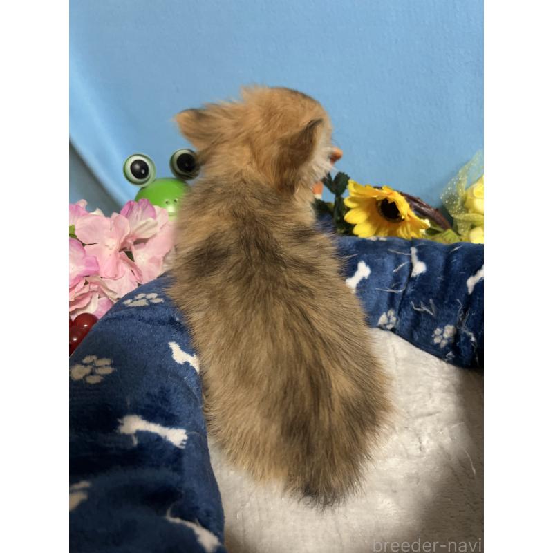 販売中の福岡県のチワワ(ロングコート)-436732の2枚目