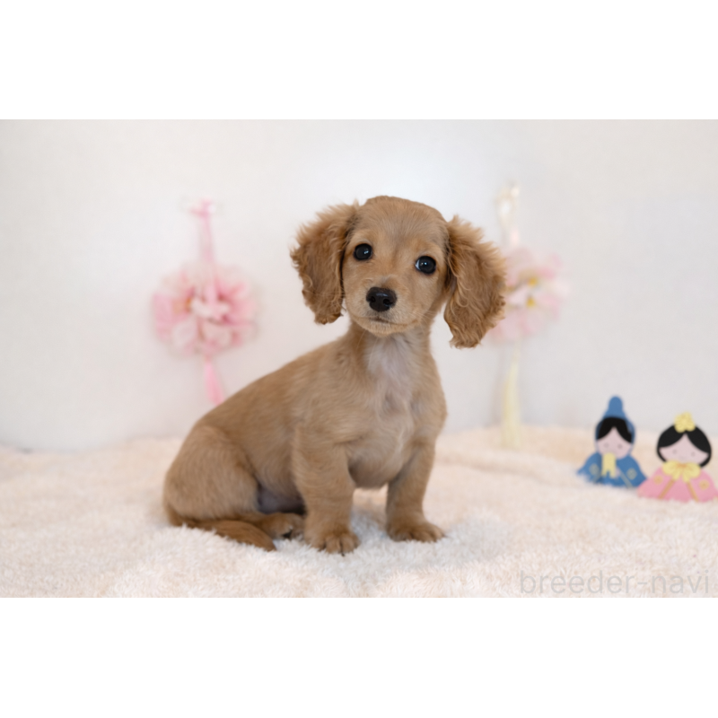 販売中の山口県のミニチュアダックスフンド(ロングヘアード)-442526の2枚目