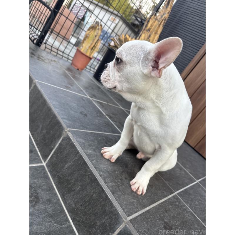 販売中の京都府のフレンチブルドッグ-422757の10枚目
