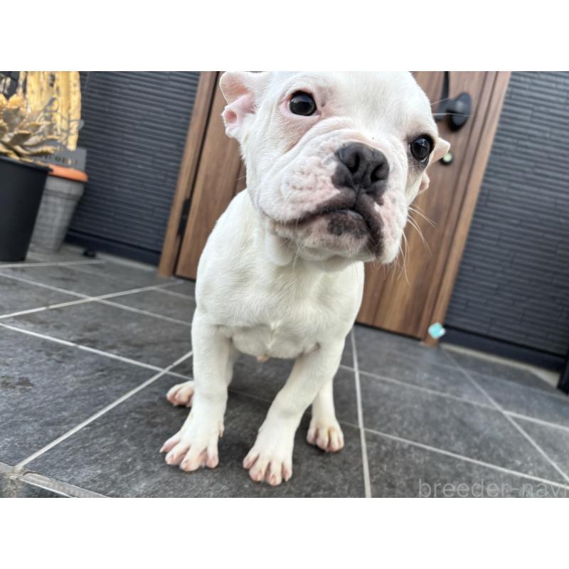 販売中の京都府のフレンチブルドッグ-422757の9枚目