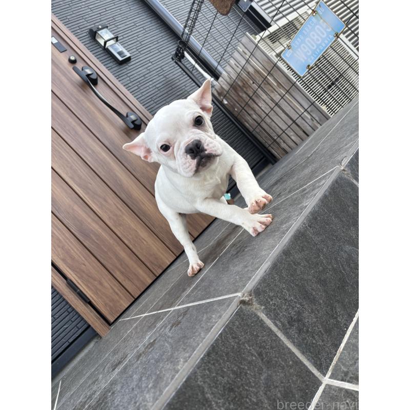 販売中の京都府のフレンチブルドッグ-422757の8枚目
