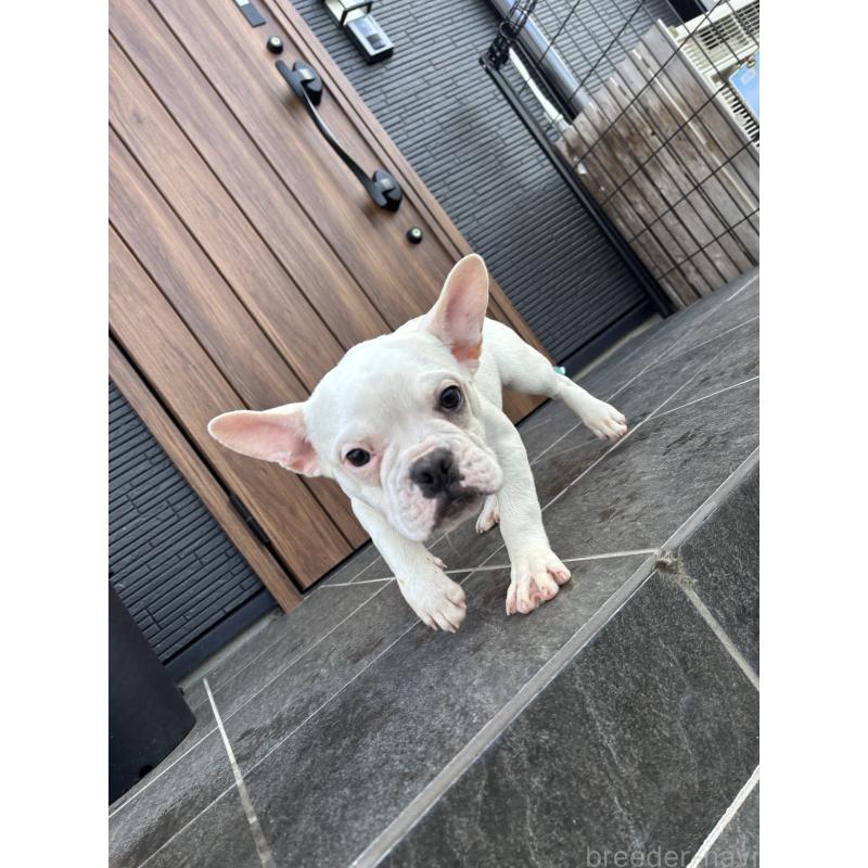 販売中の京都府のフレンチブルドッグ-422757の6枚目