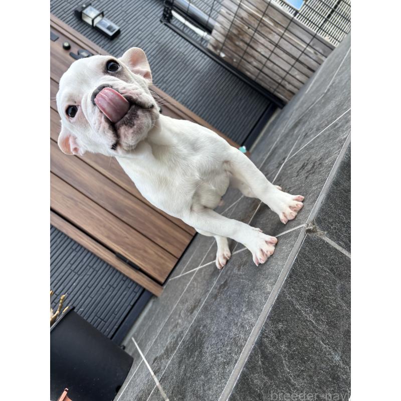販売中の京都府のフレンチブルドッグ-422757の5枚目