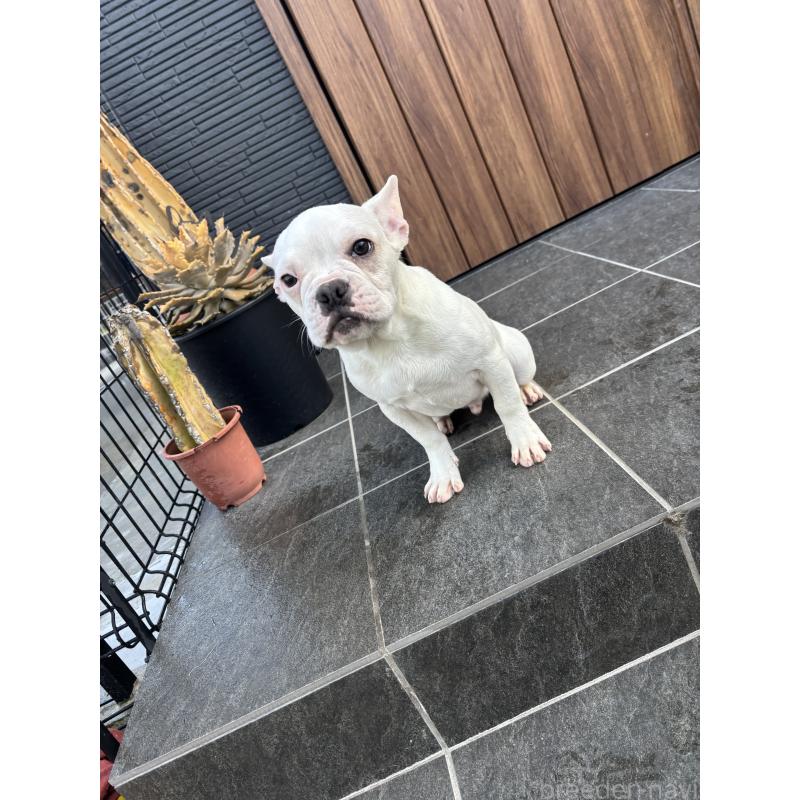 販売中の京都府のフレンチブルドッグ-422757の3枚目