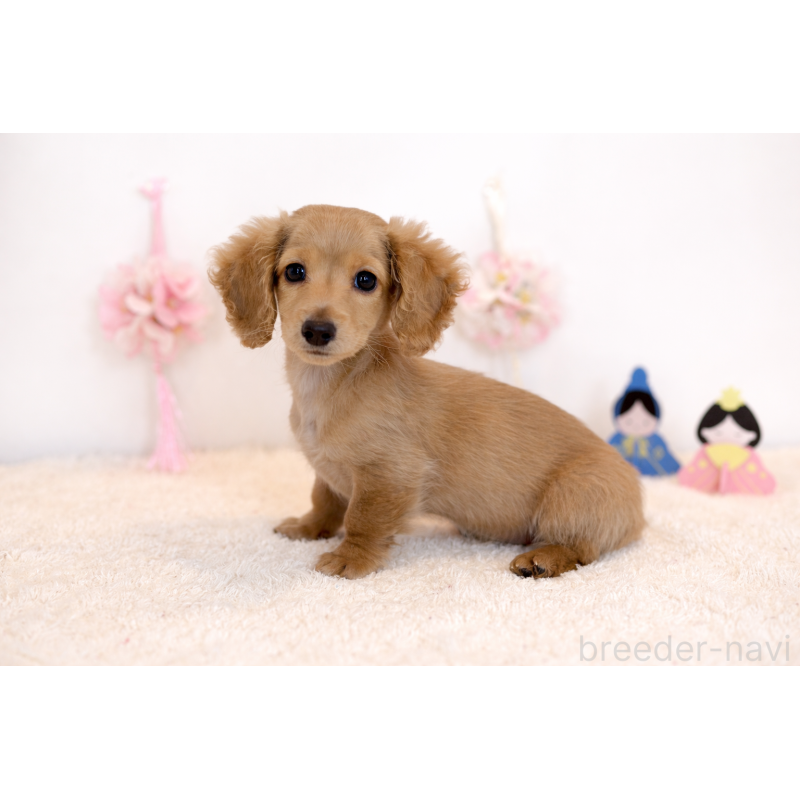 販売中の広島県のミニチュアダックスフンド(ロングヘアード)-444250の2枚目