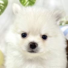 ♀︎ポメチワ:ポメラニアン×チワワ