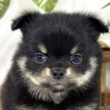 ♀︎ポメチワ:ポメラニアン×チワワ