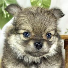 ♀︎ポメチワ:ポメラニアン×チワワ