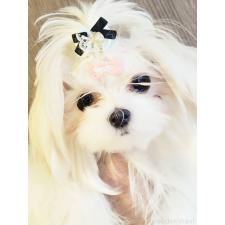 坪井姫奈ブリーダー