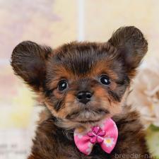 ♀︎チワプー:チワワ×トイプードル