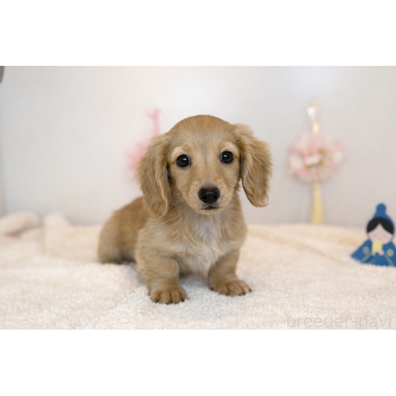 販売中の広島県のミニチュアダックスフンド(ロングヘアード)-444249の2枚目