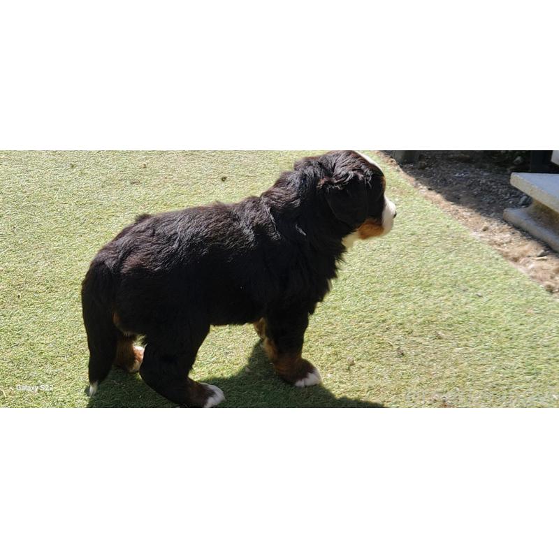 商談中の三重県のバーニーズマウンテンドッグ-445520の2枚目