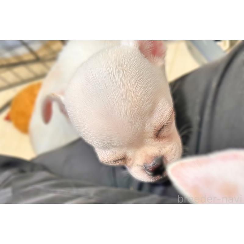 販売中の千葉県のチワワ(スムースコート)-444270の5枚目