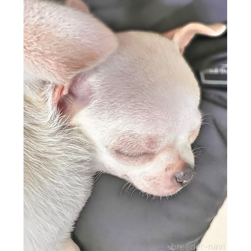 販売中の千葉県のチワワ(スムースコート)-444277の7枚目