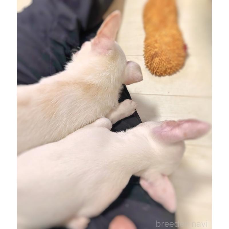 販売中の千葉県のチワワ(スムースコート)-444277の5枚目