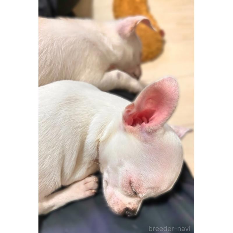 販売中の千葉県のチワワ(スムースコート)-444277の4枚目