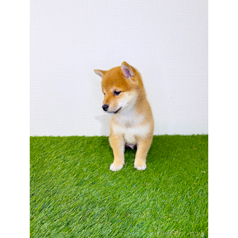 販売中の広島県の豆柴-446426の10枚目