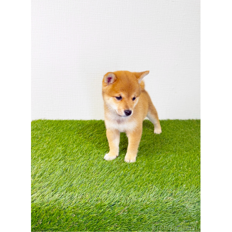 販売中の広島県の豆柴-446426の9枚目