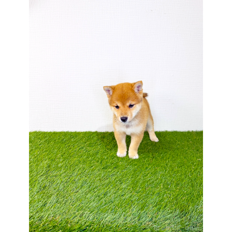 販売中の広島県の豆柴-446426の8枚目