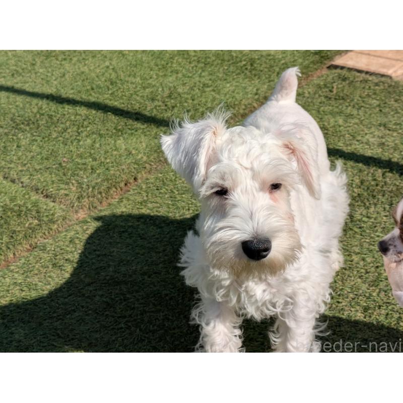 販売中の茨城県のミニチュアシュナウザー-432700の5枚目