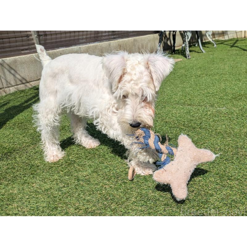 販売中の茨城県のミニチュアシュナウザー-432700の4枚目