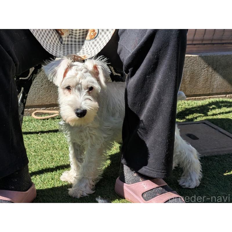 販売中の茨城県のミニチュアシュナウザー-432700の2枚目