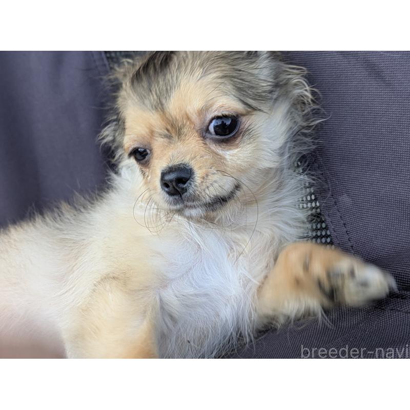 販売中の宮崎県のチワワ(ロングコート)-431226の3枚目