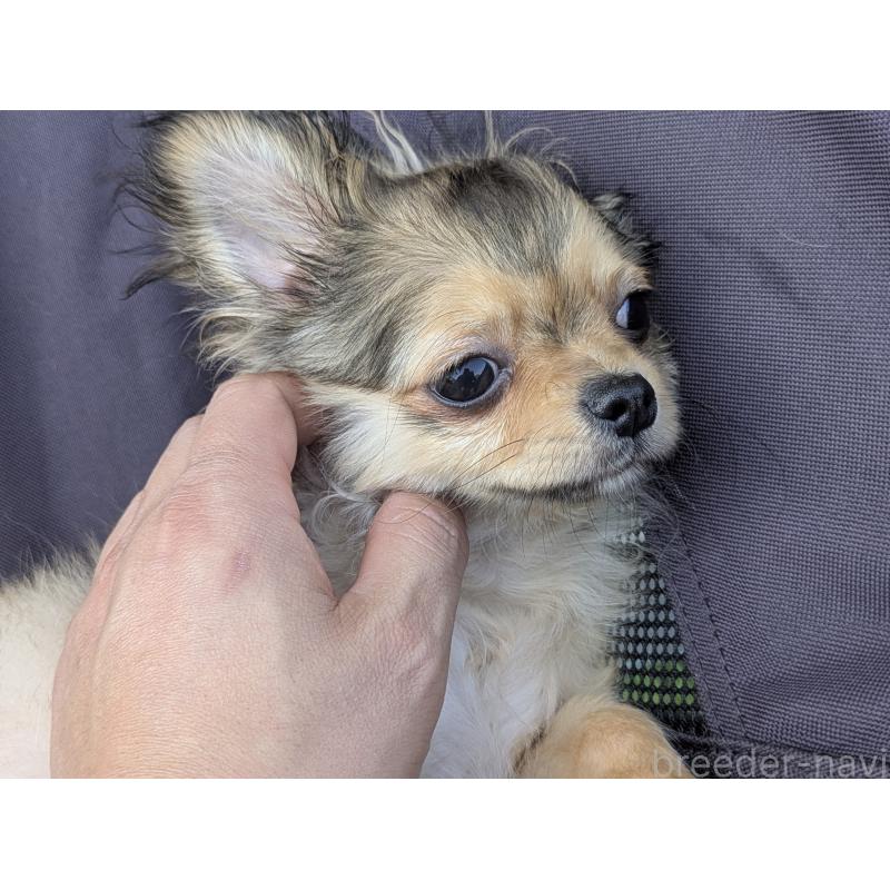 販売中の宮崎県のチワワ(ロングコート)-431226の2枚目