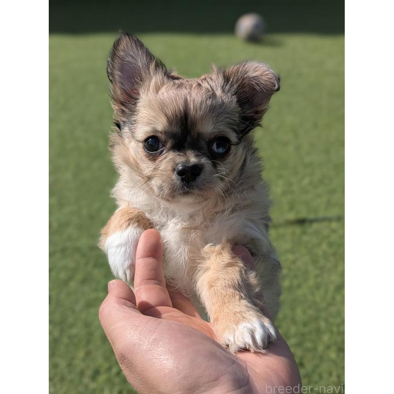 販売中の宮崎県のチワワ(ロングコート)-442750の4枚目