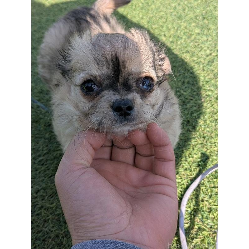 販売中の宮崎県のチワワ(ロングコート)-442750の3枚目