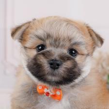 ♀︎ポメマル:ポメラニアン×マルチーズ