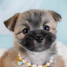 ♀︎ポメマル:ポメラニアン×マルチーズ