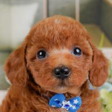 ♀︎トイプードル