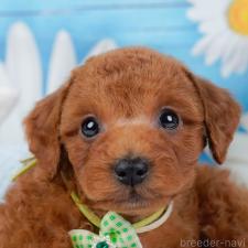 ♀︎トイプードル