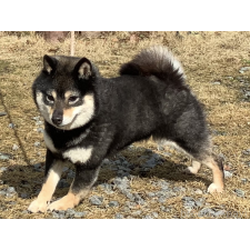 米安啓ブリーダー