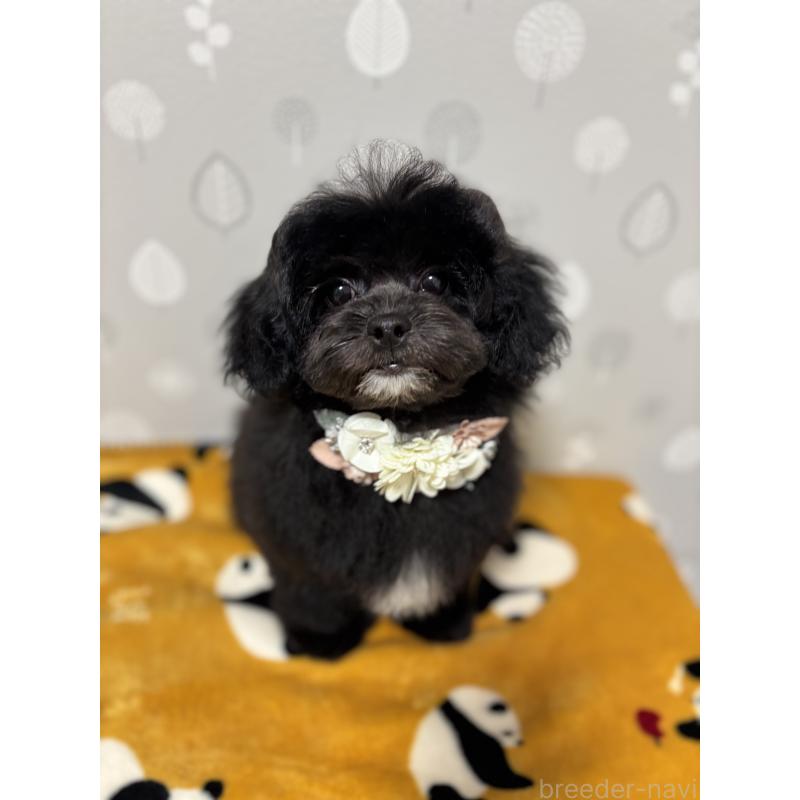 成約済の福岡県のミックス犬-441689の5枚目