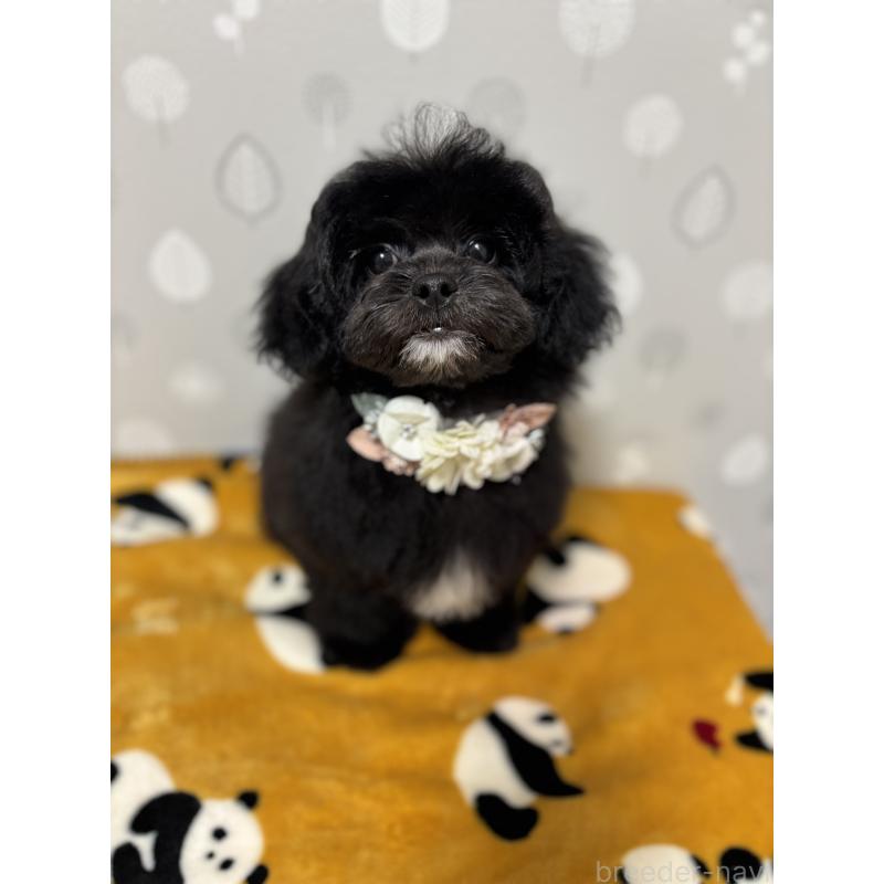 成約済の福岡県のミックス犬-441689の4枚目