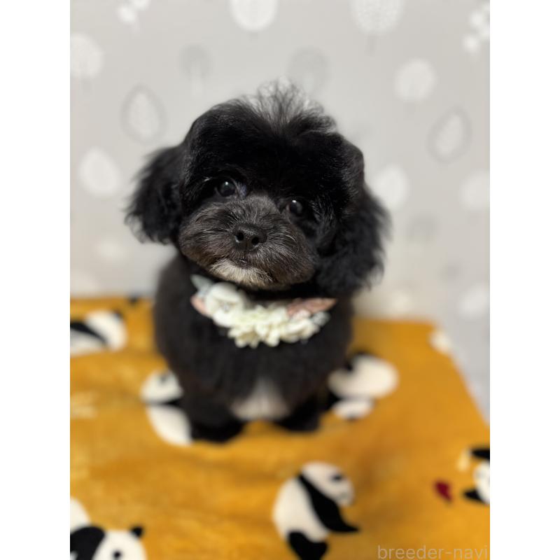 成約済の福岡県のミックス犬-441689の3枚目