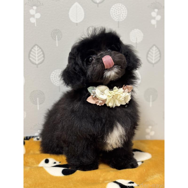 成約済の福岡県のミックス犬-441689の2枚目