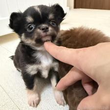 ♀︎チワワ(ロングコート)