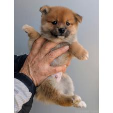 ♀︎ミックス犬