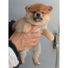 ♀︎ミックス犬